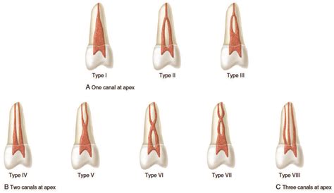 Maxillary Second Premolar