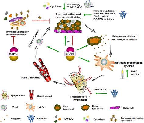 Frontiers | Combination of Immunotherapy With Targeted Therapy: Theory ...