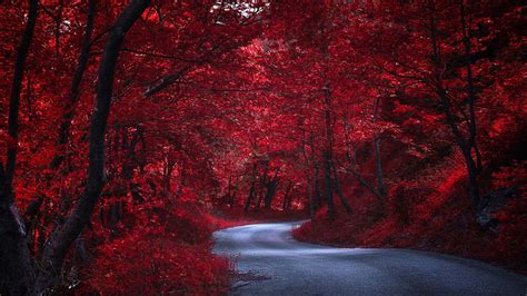 Autumn Road Route Forest Wallpapers - Wallpaper Cave