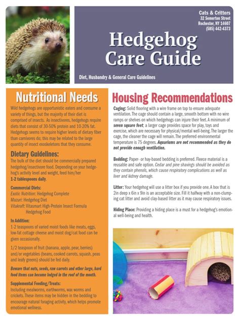 Hedgehog Care Guide | PDF | Diet (Nutrition) | Diet & Nutrition