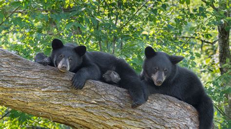 Trailway News: Think of the Bears | Appalachian Trail Conservancy