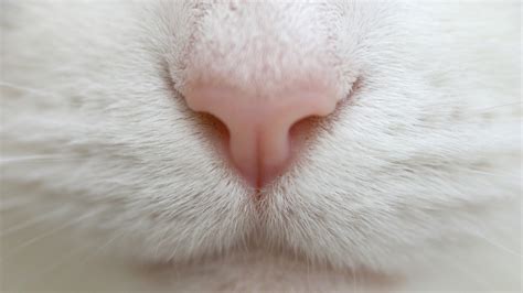 nose animals cat baby animals kittens closeup fur Wallpapers HD / Desktop and Mobile Backgrounds