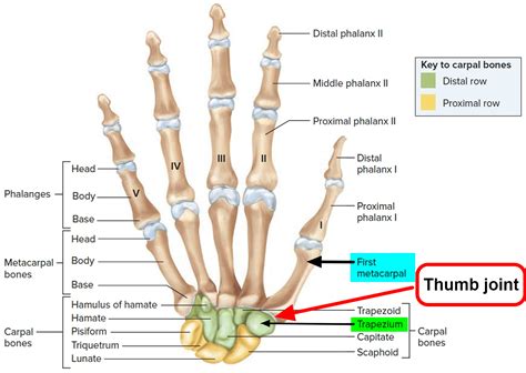 Joints Of Thumb