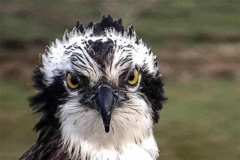 grough — Osprey caught on camera returning to Glaslyn after migrating ...