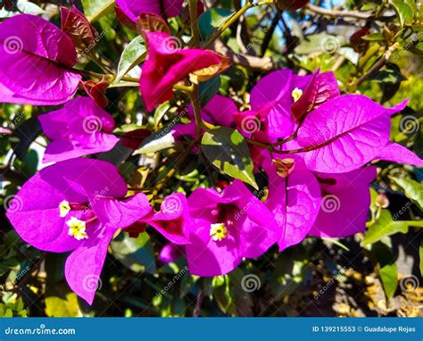 Lilac Flower Growing on a Tree Stock Image - Image of seeds, pants: 139215553