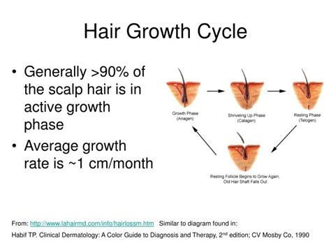 PPT - Drug Testing in Biological Matrices: Hair and Urine PowerPoint Presentation - ID:1227188