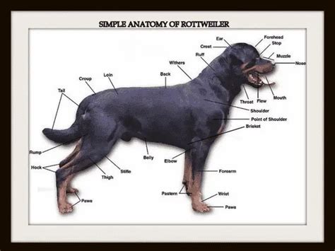 Rottweiler Breed Standard - Rottweiler Life