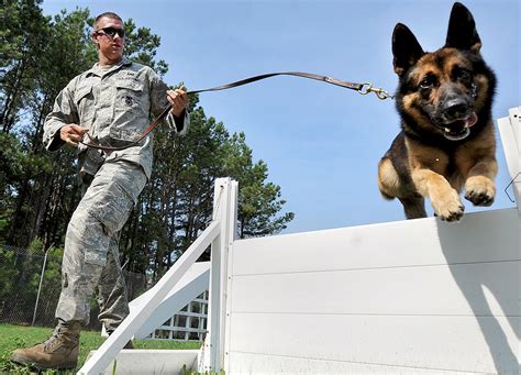 New military working dog equipment sets give service handlers a 'paw up' | Article | The United ...