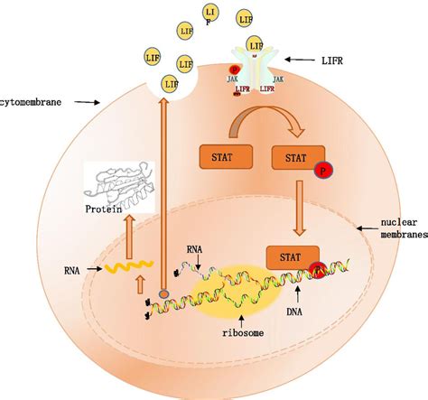 Signaling pathways of interleukin | Download Scientific Diagram