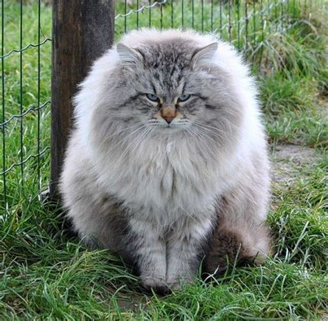 Siberian Forest Cat Breed Photos and Facts #cat | Siberian forest cat ...