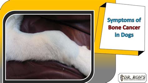 Symptoms of Bone Cancer in Dogs