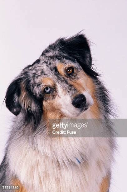 Dog Head Tilt Confused Photos and Premium High Res Pictures - Getty Images