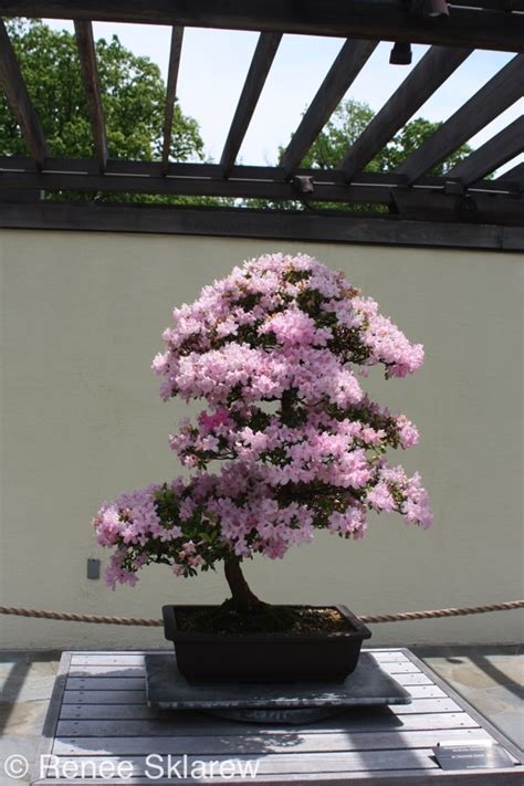 Bonsai Garden in the National Arboretum - The Unofficial Guides