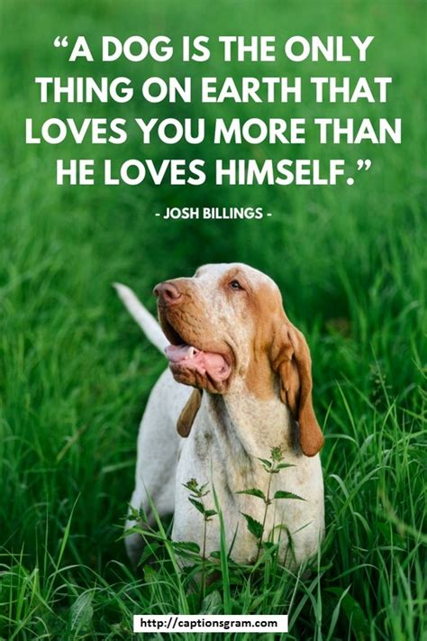 Dogs Inspirational Quotes For Instagram