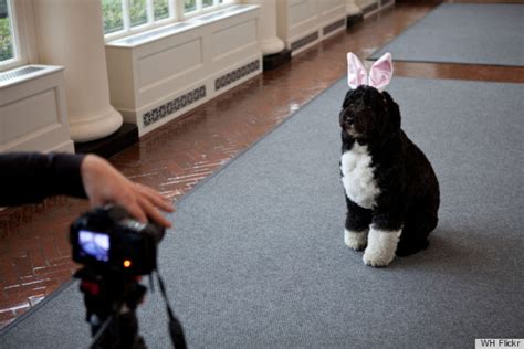 Bo Obama's Bunny Ears Are Cuter Than Everyone Else's (PHOTOS ...