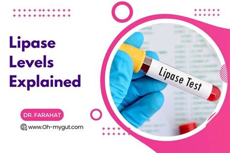 Lipase levels 101: Normal Range, Elevated, Low Levels & More - Oh My Gut