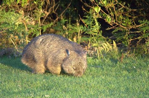 Wombat - A-Z Animals