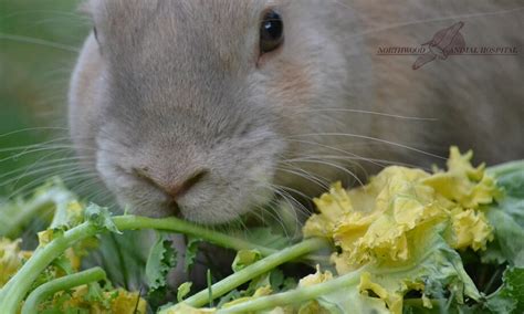 Can Rabbits Eat Spring Mix? Discover The Safe And Nutritious Choices ...