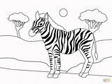 Zebra coloring page  Free Printable Coloring Pages sketch template