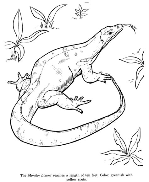 Lizard Drawing Outline at GetDrawings | Free download