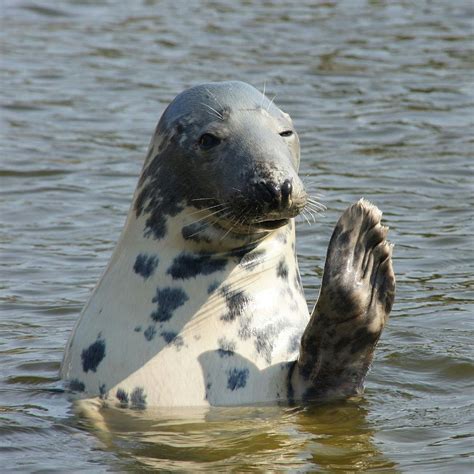 Grey Seal (Halichoerus grypus) - National Park Wildlife | Alper