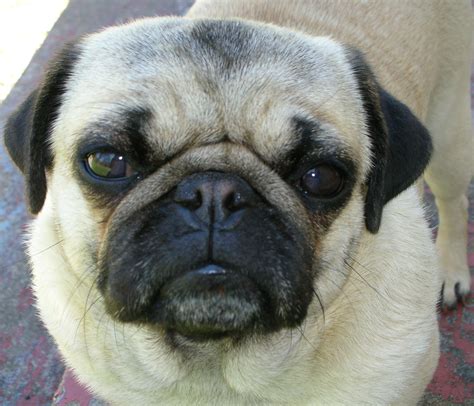 This serious pug wants to know what you've done with the cookies, now ...