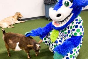 Hartford Yard Goats Mascots – Chompers & Chew Chew - Olympus Mascots