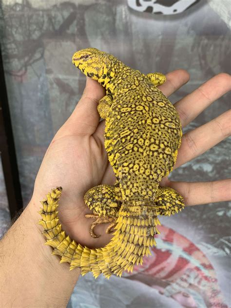 Yellow Nigerian Uromastyx For Sale - Imperial Reptiles – IMPERIAL ...