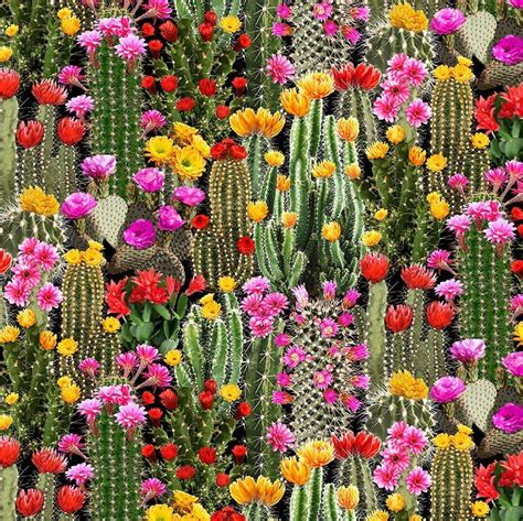 Colorful Cacti Flowers - 015131