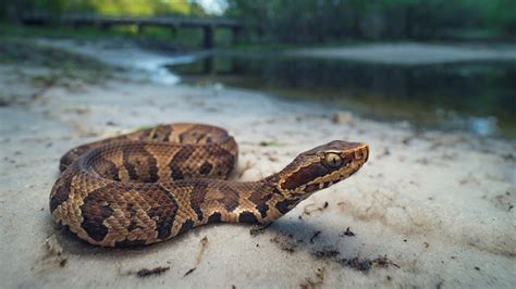 Serpents Cottonmouth: Faits sur les mocassins d'eau - Crumpe
