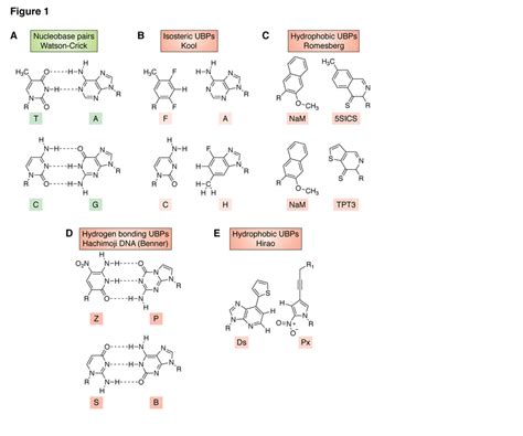 Chemical structures of nucleobase pairs. R is DNA. (A) Watson-Crick... | Download Scientific Diagram