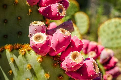 Health Benefits of Nopal Cactus - Facty Health