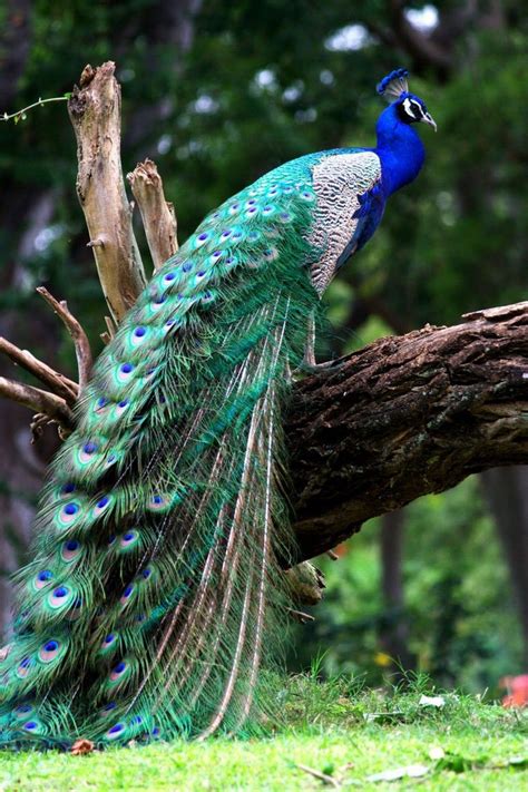 Indian blue peacock bird. .. | Beautiful birds, Most beautiful birds ...