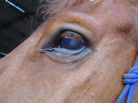 Please, how do i treat a stain on a horses eye, that shows up and fades? I was advised to put ...