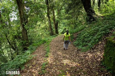 Forests-Sikkim – Adventure Sindbad