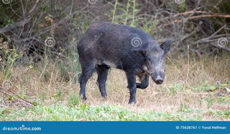 213 Razorback Hog Stock Photos - Free & Royalty-Free Stock Photos from Dreamstime