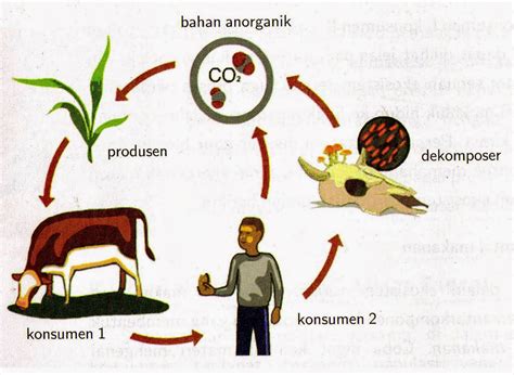 Perbedaan Komponen Biotik Dan Abiotik :contoh: Komponen Biotik Beserta Contoh