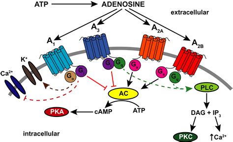 The role of adenosine receptors in mood and anxiety disorders - Calker - 2019 - Journal of ...