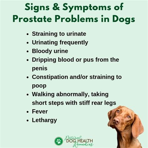 Dog Prostate Problems | Prevention and Treatment