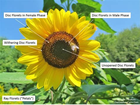 Guide to Growing Sunflowers