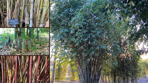 Bamboo species identification gallery - Bambu Batu