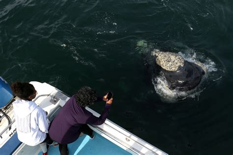 Whale Watching Cape Town Tour to Gansbaai - South Africa