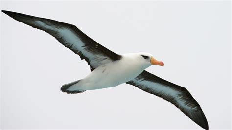 Black-browed albatross — Australian Antarctic Division