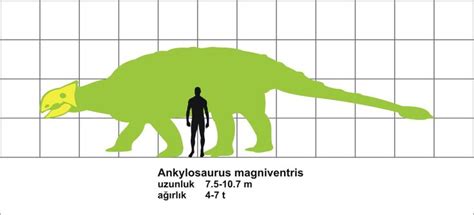 Ankylosaurus_size.jpg (1419×646) - A. Magniventris. Dinosauria, Ornithischia, Thyreophora ...