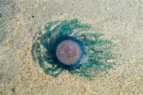 Rare 'blue button' jellyfish spotted at Jersey Shore in wake of Hurricane Florence | PhillyVoice