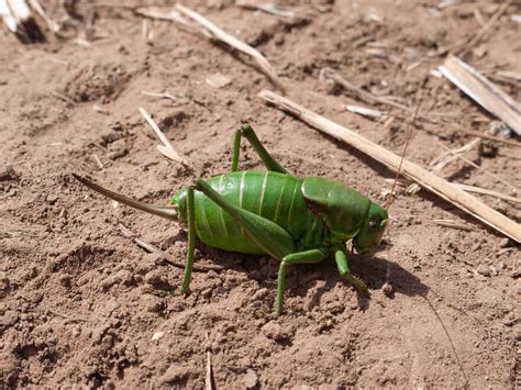 9 largest grasshoppers in the world - An online magazine about style, fashion, etiquette ...