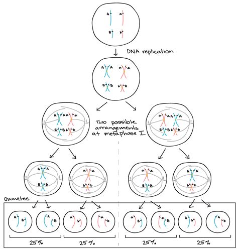 Genetic Linkage Example