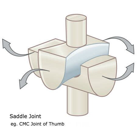 Saddle Joint - WikiMSK