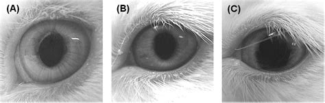 Representative images of rabbit eyes (A) before administration , (B) 3 ...