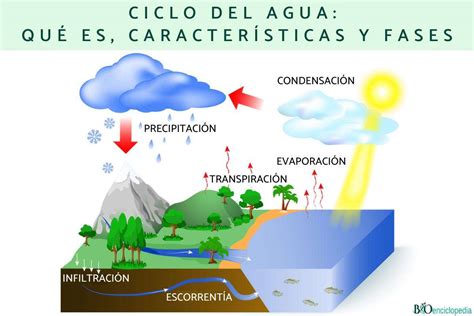 CICLO DEL AGUA - rompecabezas en línea